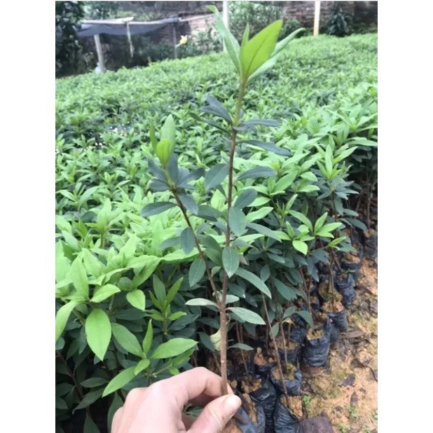 Cây Đỗ Quyên sắp có hoa