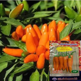 100H - Hạt giống ớt cam siêu cay nhập khẩu thái lan