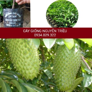Cây giống mãng cầu xiêm thái