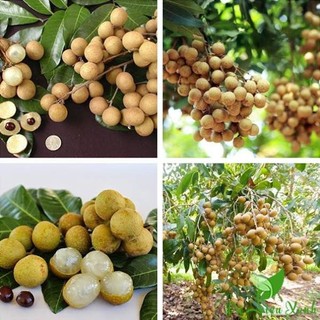 CÂY GIỐNG NHÃN LONG PHỤNG CHÂU[ GIỐNG MỚI SIÊU NĂNG SUẤT - 100% GIỐNG CHUẨN ] [ RẺ HƠN HOÀN TIỀN ]