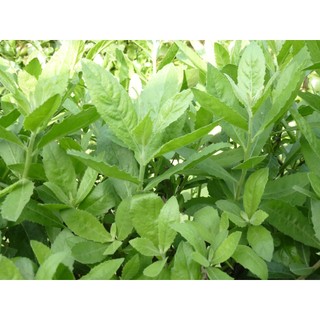 Cây cúc tần - cây giống