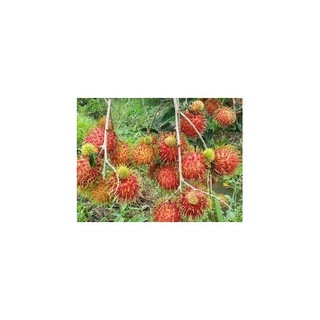 CÂY GIỐNG CHÔM CHÔM NHÃN CHUẨN GIỐNG