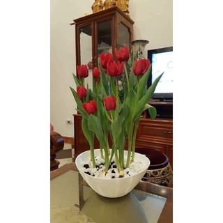 Củ hoa tuylip(10 củ) HOA TẾT