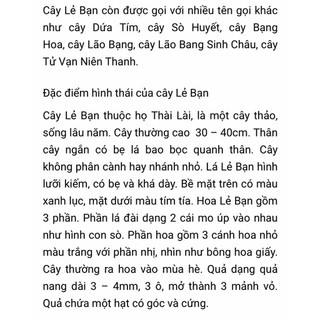 Cây lẻ bạn ( sò huyết, dứa tím 1 cây)