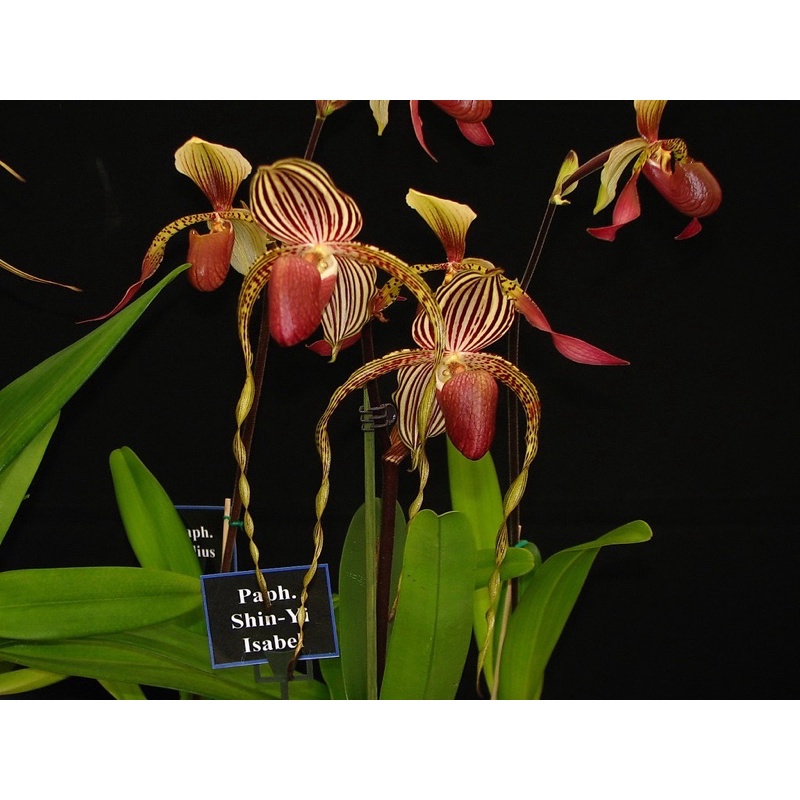 Hoa lan hài râu Chơi tết