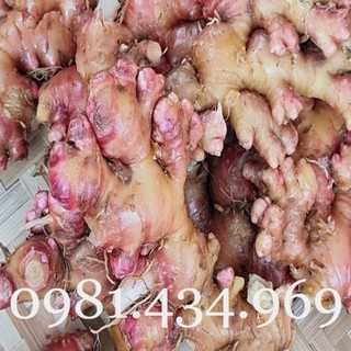 Gừng Gió (Gừng Rừng, Gừng Dại, Ngải Xanh) 01KG Mới