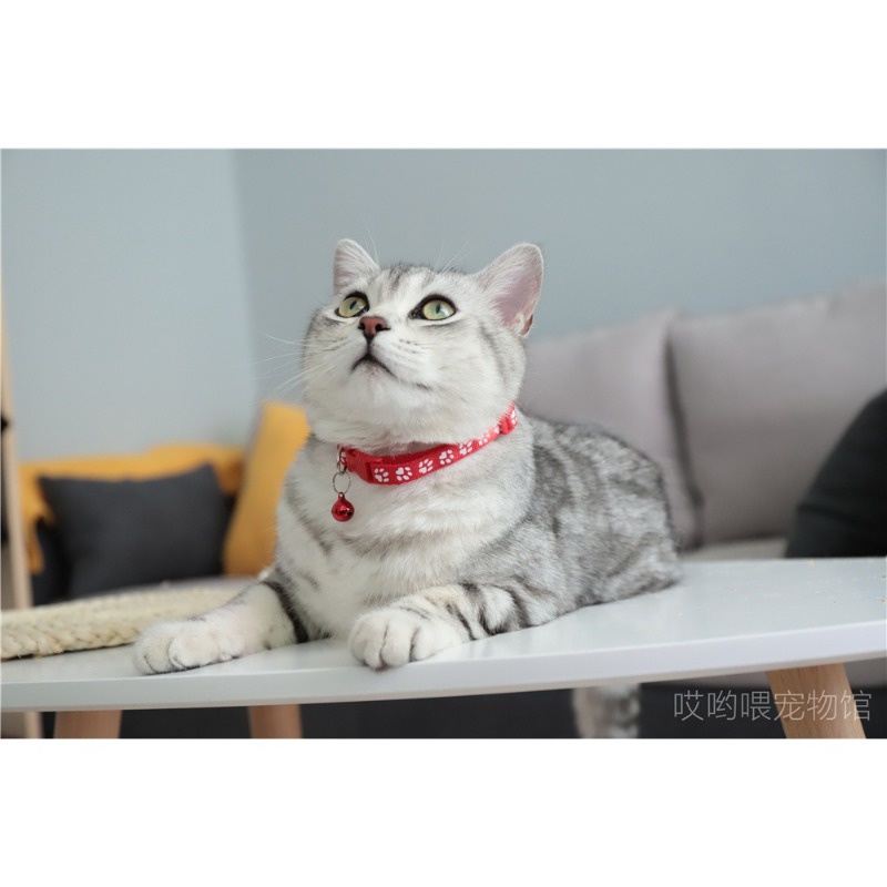 Vòng Cổ Dễ Thương Dành Cho Thú Cưng