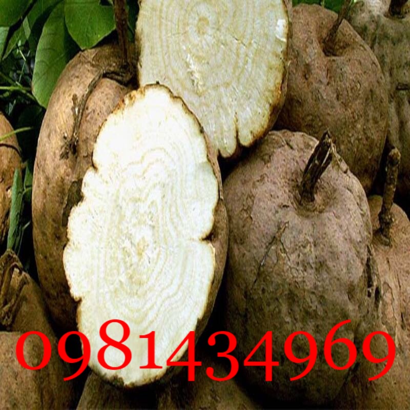 Sâm Tố Nữ Nguyên Củ Tươi  01KG Sạch