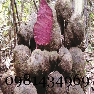 Củ Nâu Tươi 02KG Tốt Mới
