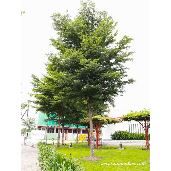 CÂY GIỐNG BÀNG ĐÀI LOAN ( BÀNG LÁ NHỎ )