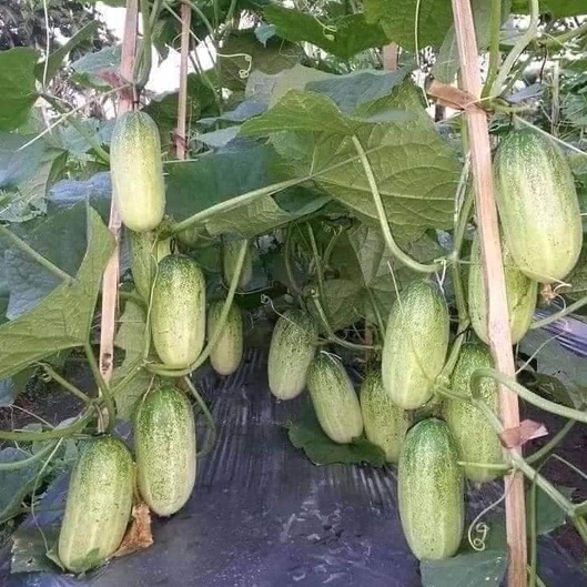 Hạt giống dưa chuột mèo gói 200 hạt