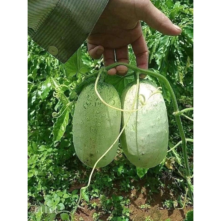 Hạt giống dưa chuột mèo gói 200 hạt