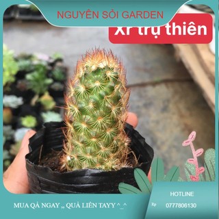Xương rồng trụ thiên