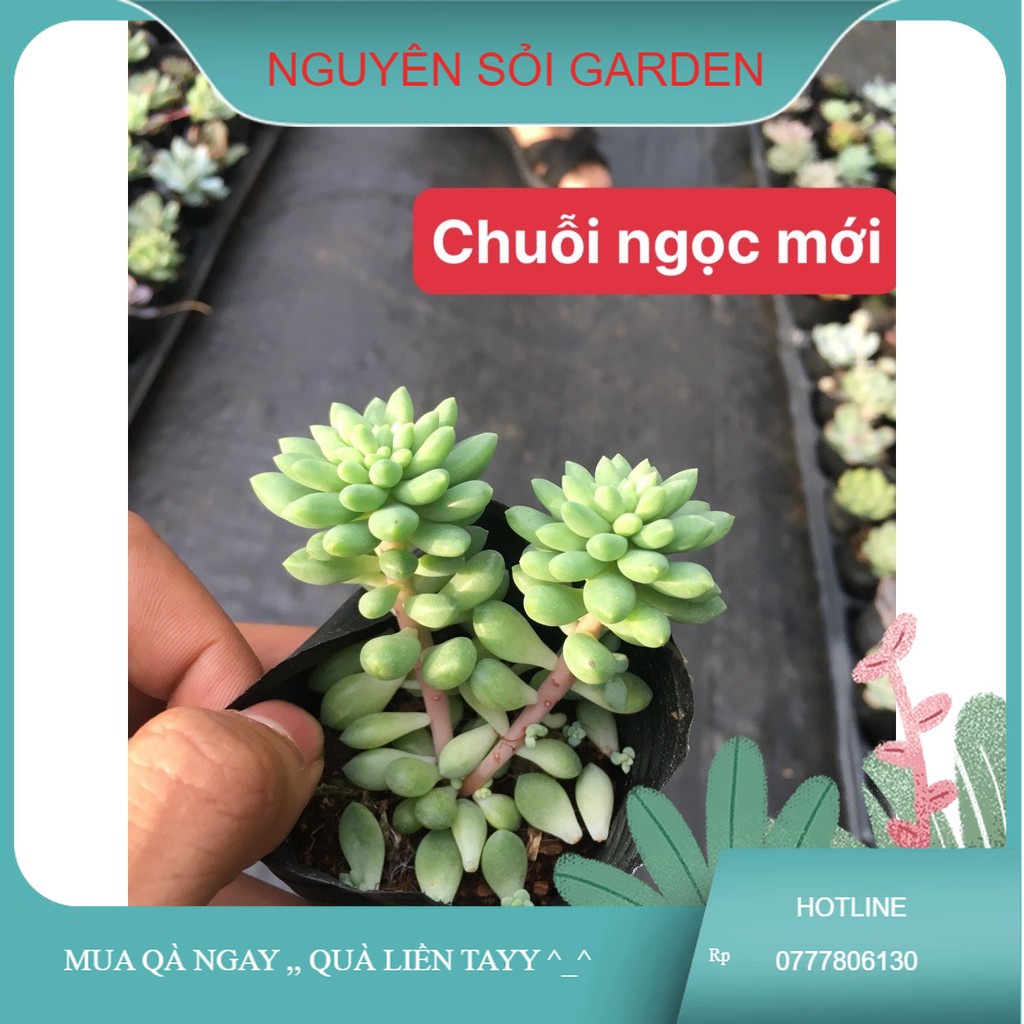 sen đá chuỗi ngọc mới