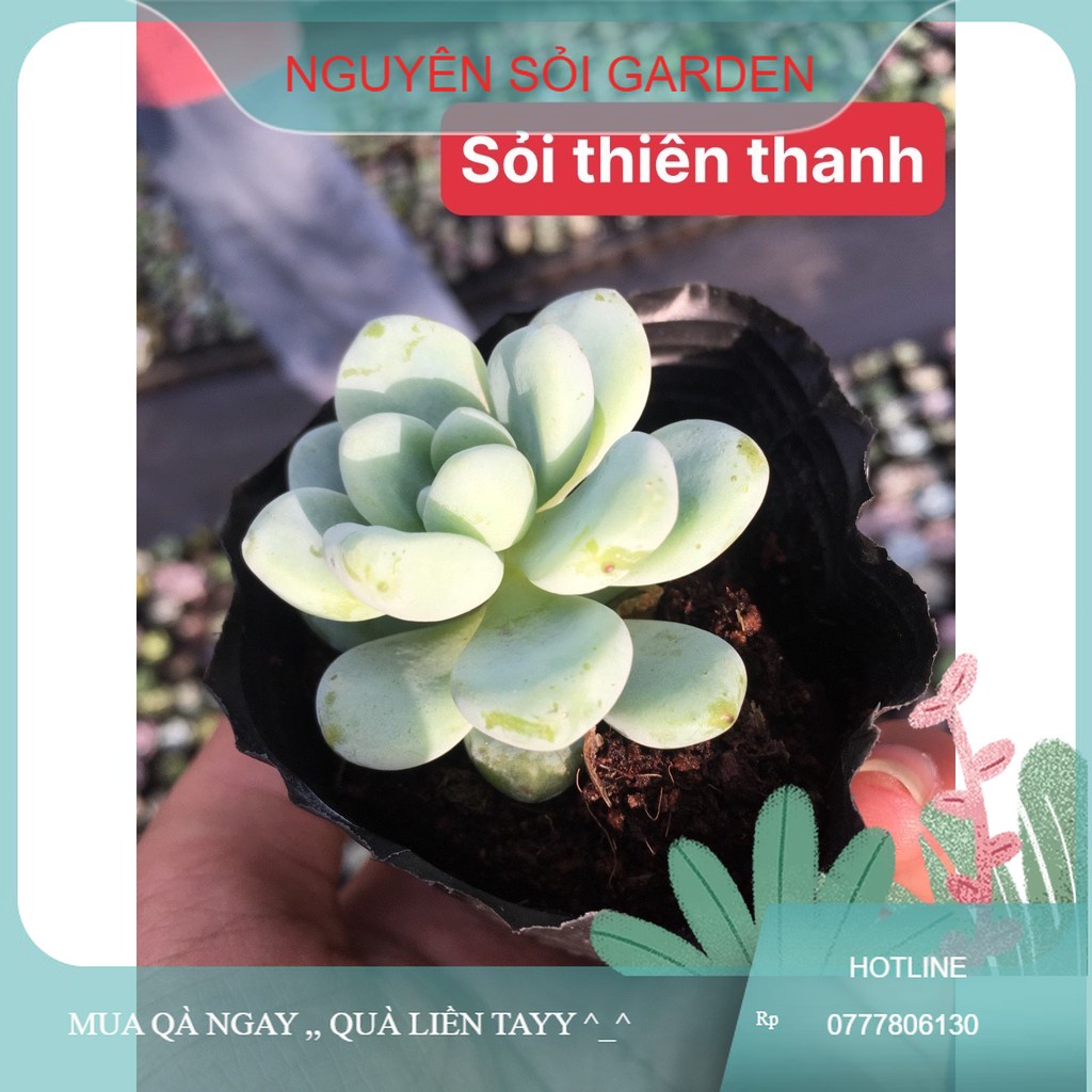 sen đá sỏi thiên thanh