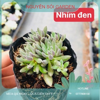 Sen đá nhím đen