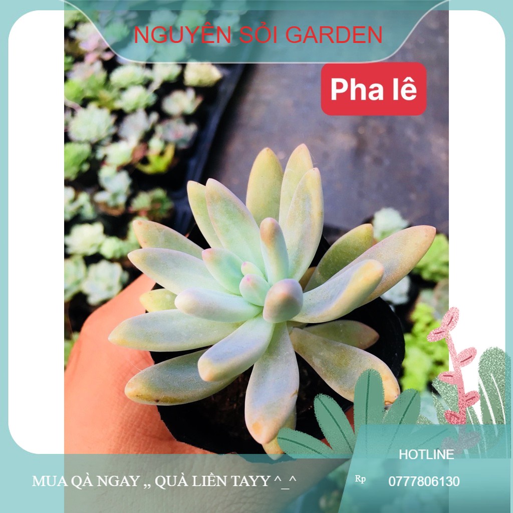 sen đá pha lê