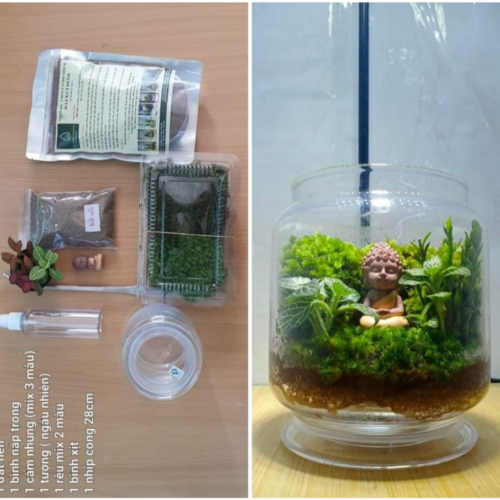 Combo làm bình Terrarium mini