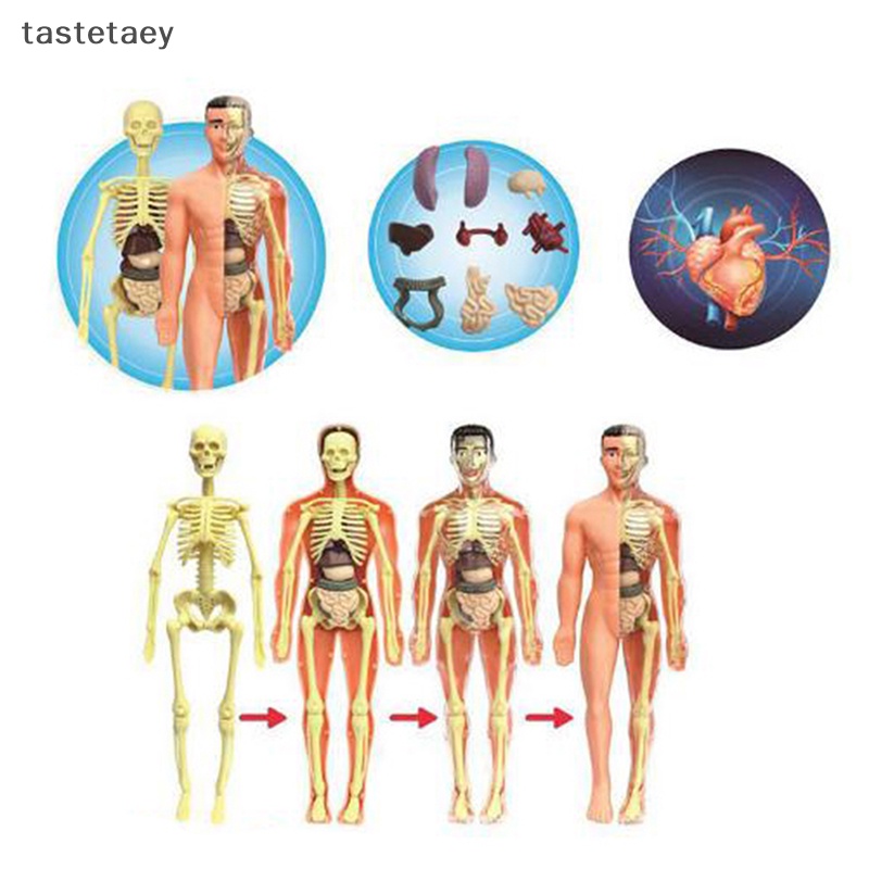Tast anatomy Mô Hình Cơ Thể Người Có Thể Tháo Rời Cho Trẻ Em