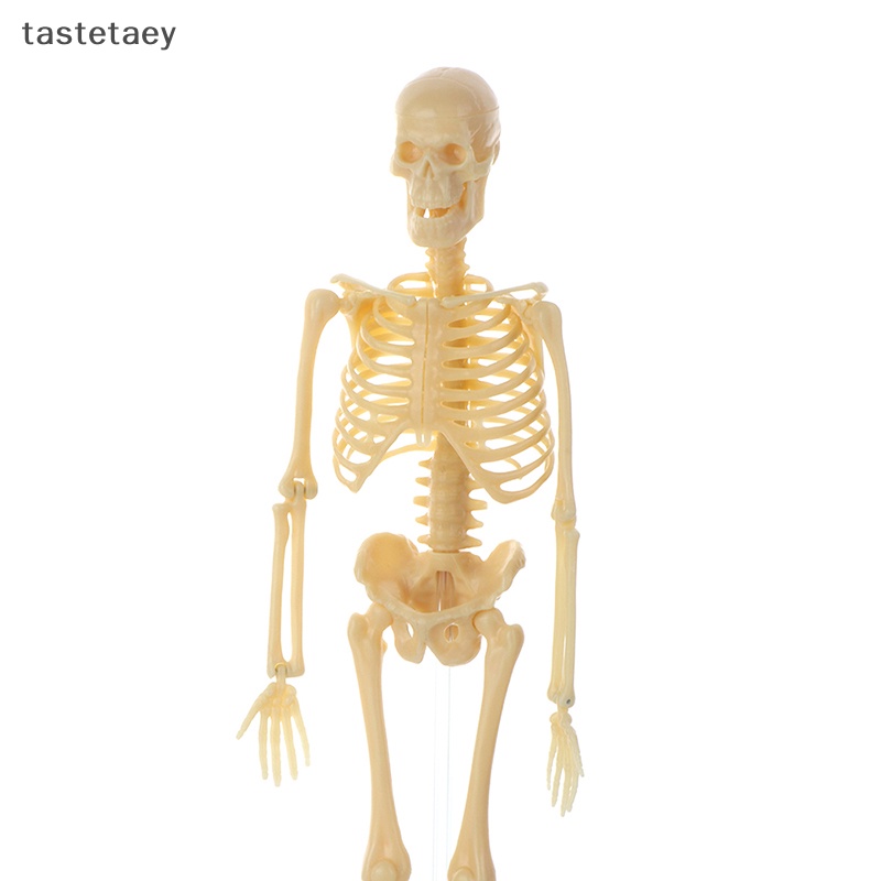 Tast anatomy Mô Hình Cơ Thể Người Có Thể Tháo Rời Cho Trẻ Em