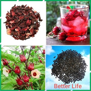 Hạt giống hoa atiso đỏ (bụp giấm) ra hoa quanh năm 5 hạt Better Life
