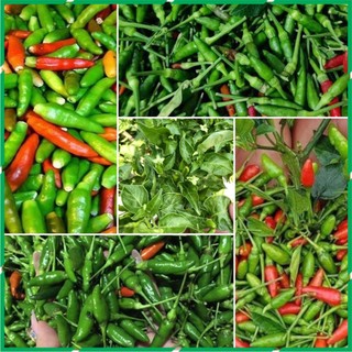 Hạt giống ớt xiêm, ớt hiểm rừng thơm ngon dễ trồng tỉ lệ nảy mầm cao gói 10 hạt