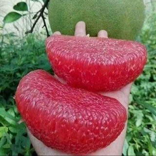 Giống bưởi rubi múi đỏ không hạt - bạn của nhà nông