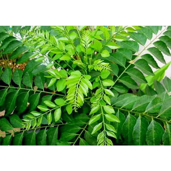 CÂY GIỐNG CÀ RI SIÊU Rẻ 35cm RẤT KHỎE GIỐNG CHUẨN