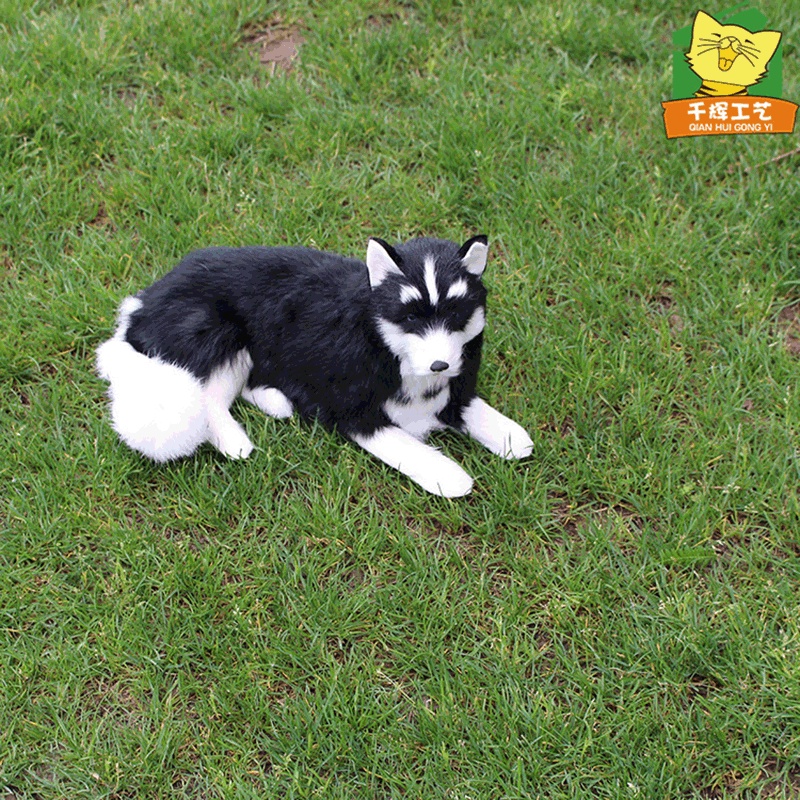 Chú Chó husky Dùng Làm Quà Tặng Sinh Nhật