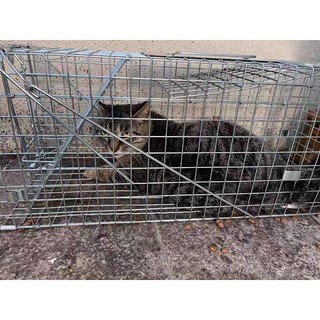 Lồng bẫy mèo nhỏ lồng bẫy chồn đèn lồng bẫy mèo rừng lồng bắt mèo hoang lồng bẫy mèo tự động lồng bẫy chuột cống nhum