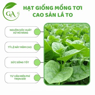 Hạt giống rau mồng tơi cao sản lá to - 50 hạt