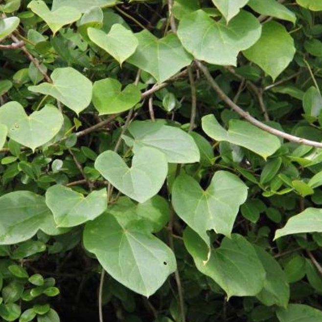 Dây đau xương, cây quý cho bệnh xương khớp hàng khô sạch, thơm