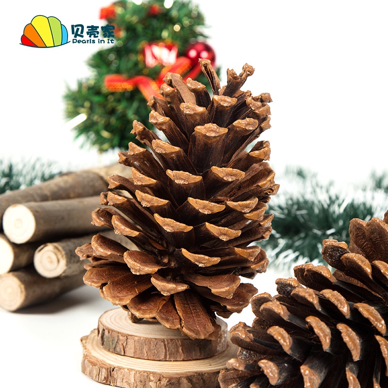 Quả thông tự nhiên trang trí Noel làm thủ công handmade - Steam