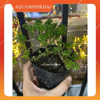 Sam Hương mini trang trí tiểu cảnh, bon sai.....cây dưới 15cm