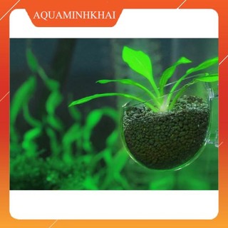 Cốc trồng cây thủy sinh trang trí bể cá cảnh
