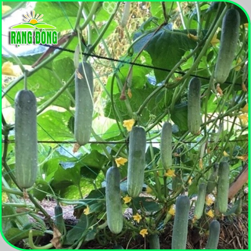 Hạt giống Dưa Leo Lai F1 trái dài, giòn ngọt, đậu quả sai gói 25 hạt