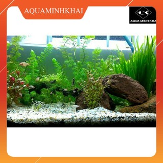 Sỏi 3 màu (trang trí làm nền bể cá, chậu cảnh, bể thủy sinh, trang trí terrarium) 1kg