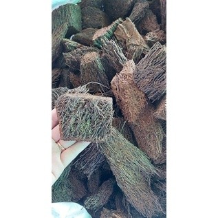 Dớn cục chuyên trồng lan