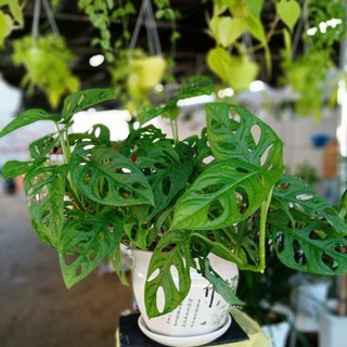 Trầu bà lá lỗ (trồng thuỷ sinh được) sen đá