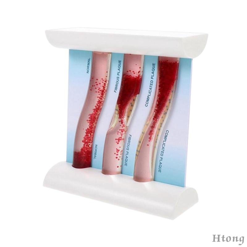 Vesel Mô Hình Bộ Xương Môi Tương Phản lipoprotein cardiovascular dynamic lipid Dùng Dạy Học