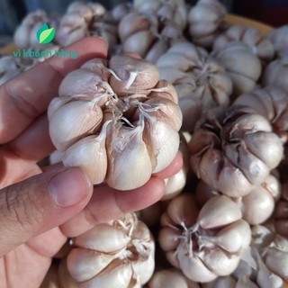 1kg tỏi nguyên nhánh to tròn