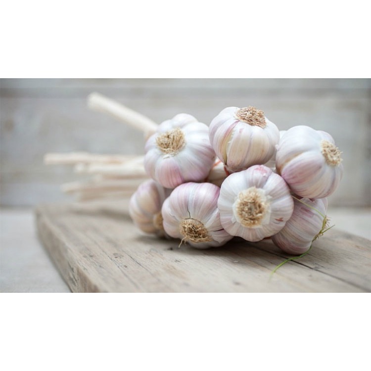 Tỏi Nguyên Nhánh to tròn túi 500gr, 1kg - CHỢ NÔNG SẢN SẠCH