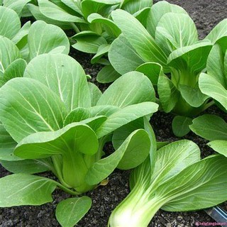 Hạt giống Cải Thìa Cọng Xanh (Cải Chip) chịu nhiệt tốt, dễ trồng (gói 5 gr) - Hạt giống Rạng Đông - BẠN CỦA NHÀ NÔNG