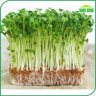 Hạt giống Rau Mầm Rau Muống giàu dinh dưỡng, dễ trồng gói 50 gr