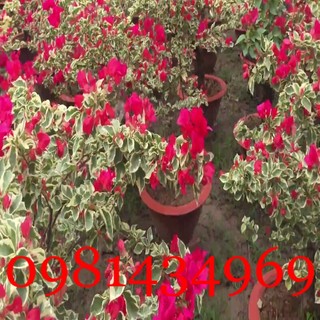 Chậu cây hoa giấy cẩm thạch đỏ siêu đẹp chất