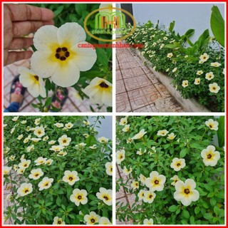 Cây hoa dừa kem đẹp hoa như ngàn cánh bướm rập rờn Minh Hân Garden