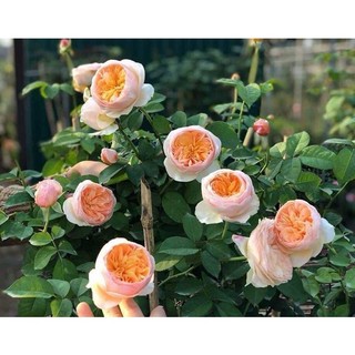 Combo 2 Hoa hồng Juliet giống ngoại triệu đô( tặng kích rễ mầm khi mua từ 5 gốc)