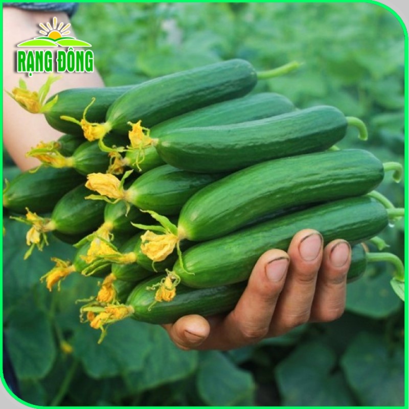 Hạt giống Dưa Leo Baby Lyssa - Dưa chuột chùm siêu trái, TỰ THỤ PHẤN, trồng quanh năm gói 5 hạt