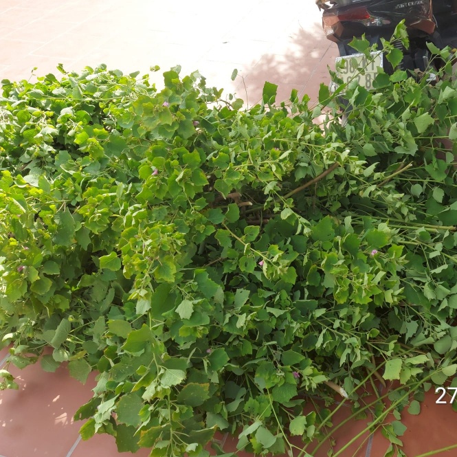 1KG Ké Hoa Đào, nhà phơi khô sạch sẽ,thơm