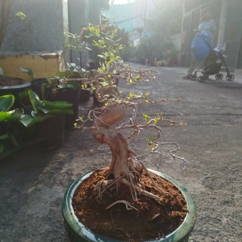 Cây Linh Sam Bonsai Lớn ( Sam 86)
